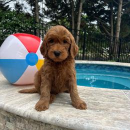 Red - Red  male Goldendoodle puppy in Indian Trail, North Carolina from Castleberry Doodles and Poodles