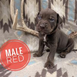 Red - Chocolate male Catahoula Leopard Dog puppy in Huntsville, Arkansas from ArkieHoulas