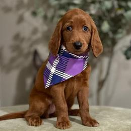 Twilight Sparkle- Purple - Red  female Goldendoodle puppy in Bay City, Texas from Charming Doods Goldendoodles