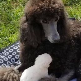 Poodles from LarKan Std Poodles