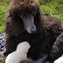 Poodles from LarKan Std Poodles