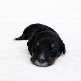 Aspen - female Golden Mountain Doodle puppy in Springfield, Ohio from Dawson's Royal Companions