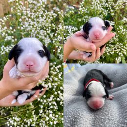 Sheepadoodle Puppies from Gainesville Sheepadoodles