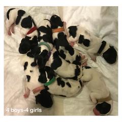 Stabyhoun Puppies from Cindy Pfister