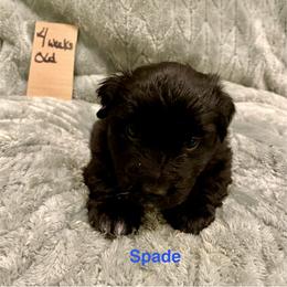 Spade - Black & white male Australian Shepherd puppy in Wisconsin Dells, Wisconsin from Nicara kennel