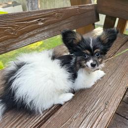 Bobby - White black and tan male Papillon puppy in Benton, Arkansas from Mama's Pride Poms and Paps