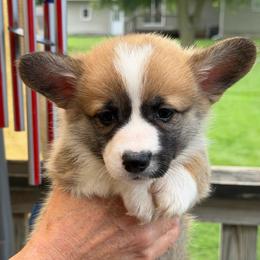 Red - Sable male Pembroke Welsh Corgi puppy in Nevada, Iowa from Rogers AKC Corgis of Iowa.