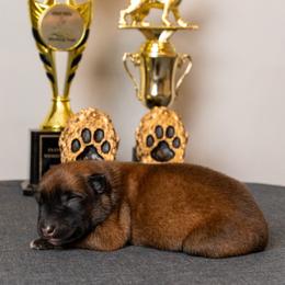 Belgian Malinois Puppies from Nebraska K9