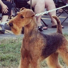 Britt - Airedale Terrier