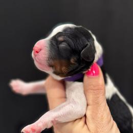 Patch - Tri-color male Bernedoodle puppy in Macon County, North Carolina from Mountain Doodles