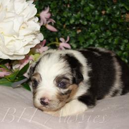 Lucky - Blue merle male Australian Shepherd puppy in Placerville, California from BFF Aussies