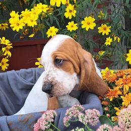 Basset Hound and Beagle Puppies from Orange Mountain Basset Hounds & Beagles