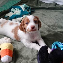 Brittany Puppies from Christmas Acres Brittanys