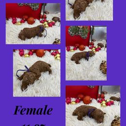 Hazel - Red  female Goldendoodle puppy in Wayland, New York from Loris Pampered Pooches💕