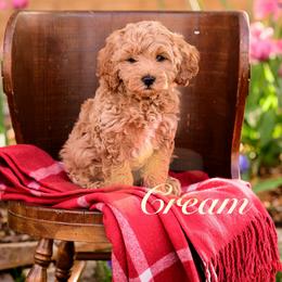 Cream - Apricot male Cavapoo puppy in Centerville, Utah from Beehive Fur Friends