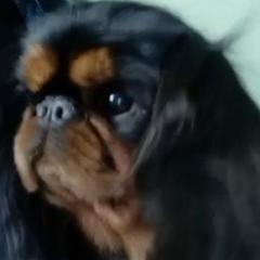 Barbie - English Toy Spaniel