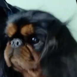 Barbie - English Toy Spaniel
