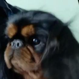 Barbie - English Toy Spaniel