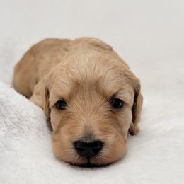 Goldendoodle Puppies from Lake Village Doodles