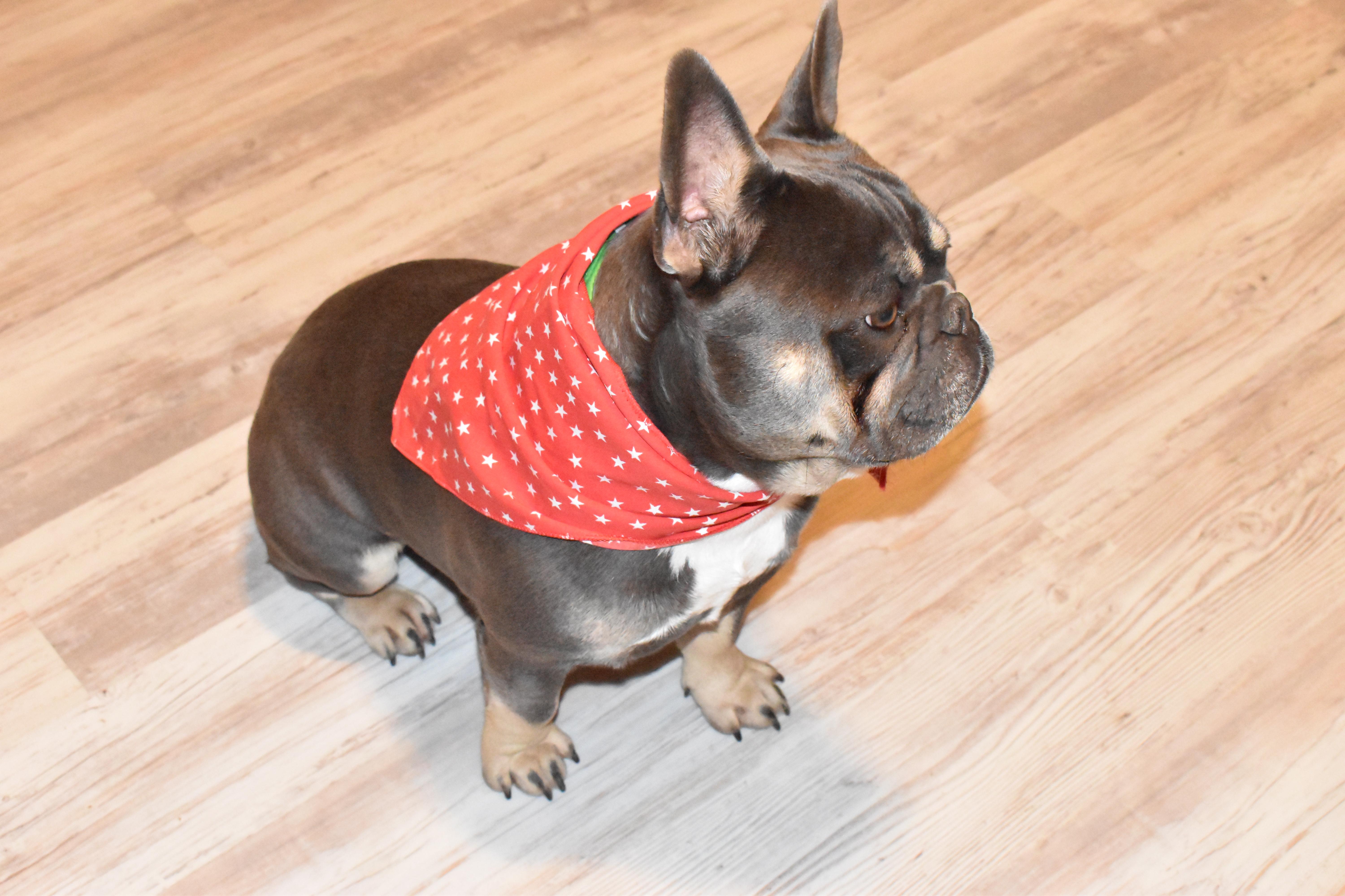 Rio - French Bulldog