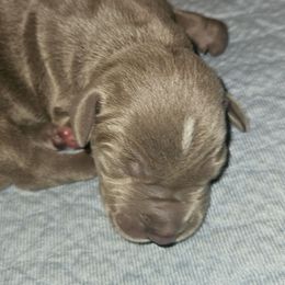 Eli - Silver male Great Dane puppy in Towaco, New Jersey from MommaDukes Danes