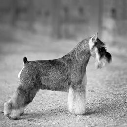 Black Russian Terriers and Miniature Schnauzers from Opal Ridge