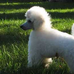 Biewer Terrier and Poodle All Grown Up from Dakota Ice Ice Baby Poodles