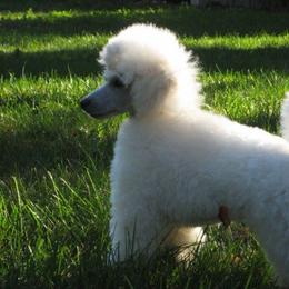 Biewer Terrier and Poodle All Grown Up from Dakota Ice Ice Baby Poodles