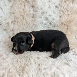 Hecate - Black tri female Miniature Australian Shepherd puppy in Bend, Oregon from Wonderland Aussies