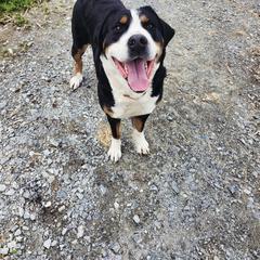 Greater Swiss Mountain Dog All Grown Up from Donough Haven Greater Swiss Mtn. Dogs
