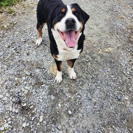 Greater Swiss Mountain Dog All Grown Up from Donough Haven Greater Swiss Mtn. Dogs