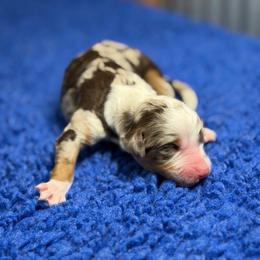 Primrose - Chocolate merle female Bernedoodle puppy in Burbank, Ohio from Berns & Doodles