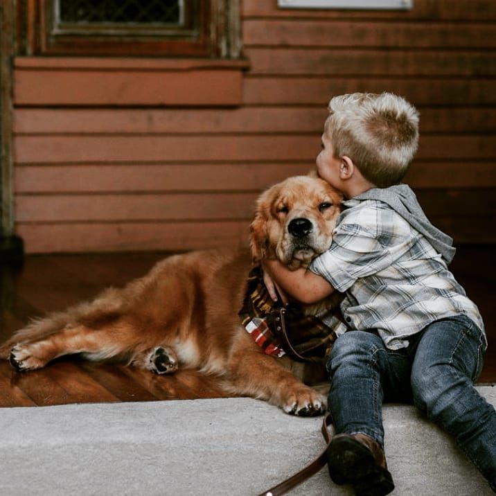 Priderock Golden Retrievers in Indiana Golden Retriever puppies