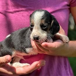Male 4 - Black brown and white male Basset Hound puppy in Lindley, New York from Hill Top Basset Hounds & Cane Corso