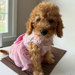 Gissell (Pink Bow) - Apricot female Goldendoodle puppy in Germantown, Maryland from Honey Blossom Doodles