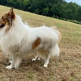 Monzo - Collie