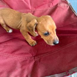 Amber - Red female Dachshund puppy in Conroe, Texas from Dots Dachshunds