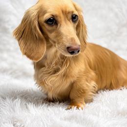 Ava - Cream female Dachshund puppy in Goodyear, Arizona from D&C Royal Dachshunds LLC