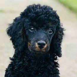 Aussiedoodles and Poodles from BoujeeDoodles