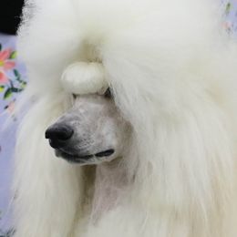 Poodles from Brivali Poodles