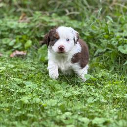 Honey - Red merle female Miniature American Shepherd puppy in Greenwood, Indiana from Barnaby’s Barn Dog’s