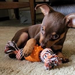 Prague Ratter Puppies from North Star Gem’s Prague Ratters