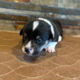Girl 2 - Black and tan female Pembroke Welsh Corgi puppy in Visalia, California from VIP Stables
