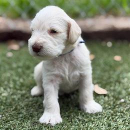 Nick - White male Miniature Schnauzer puppy in Brownwood, Texas from Texas Dreams Mini Schnauzers
