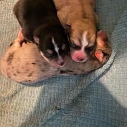 Pomsky puppies from T-Rose’s Bernedoodle & Pomsky Puppies