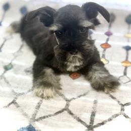 Lola - Black and silver female Miniature Schnauzer puppy in Overton, Texas from Beards & Bows Schnauzer Farm