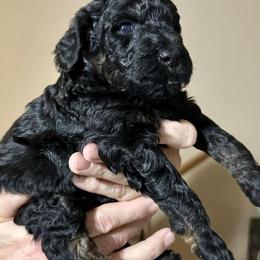 Popper - Phantom female Poodle puppy in Stanley, Wisconsin from McJare's Puppy Palace