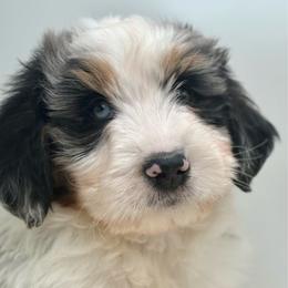 St.Anton - Blue merle male Bernedoodle puppy in Clermont, Florida from Shadow Bernedoodles & Dog Training