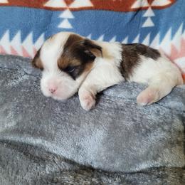 Boy 1 - Tan and white male Yorkshire Terrier puppy in Adams, North Dakota from Mathiasons Little Barkers