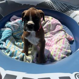 Boxer Puppies from Bellmont Boxers East TN